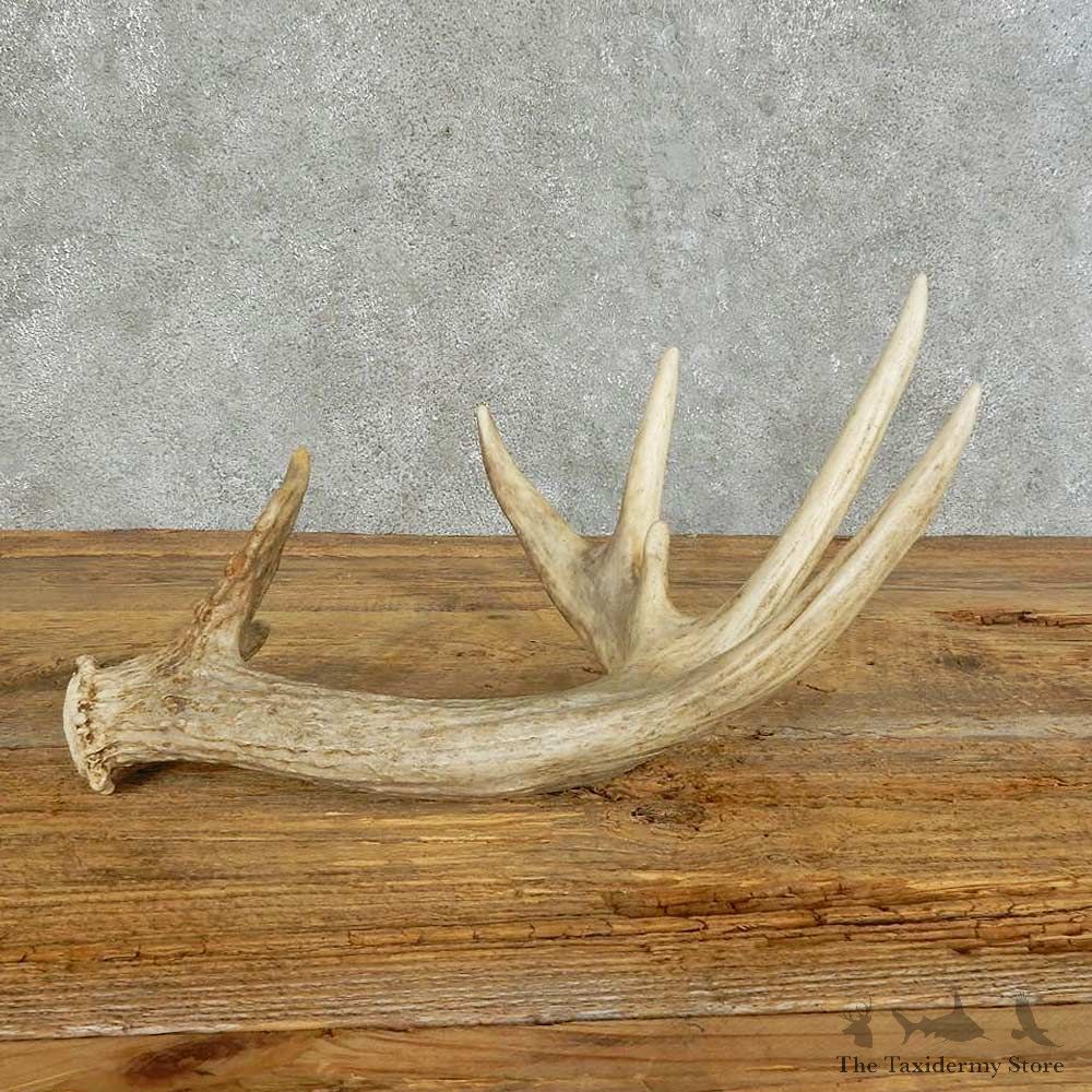 Whitetail Deer Antler Shed For Sale #16148 @ The Taxidermy Store
