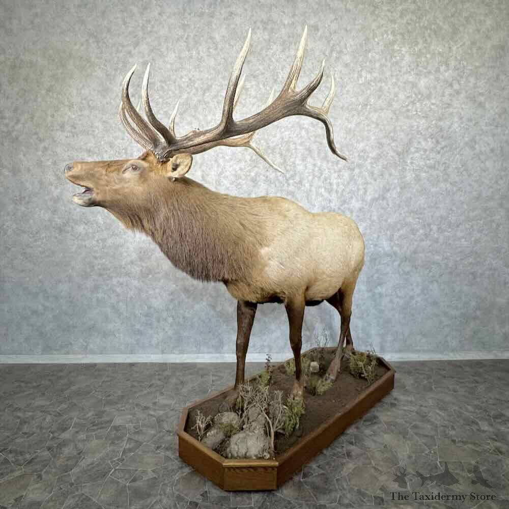Rocky Mountain Elk Life-Size Mount For Sale #30687 @ The Taxidermy Store