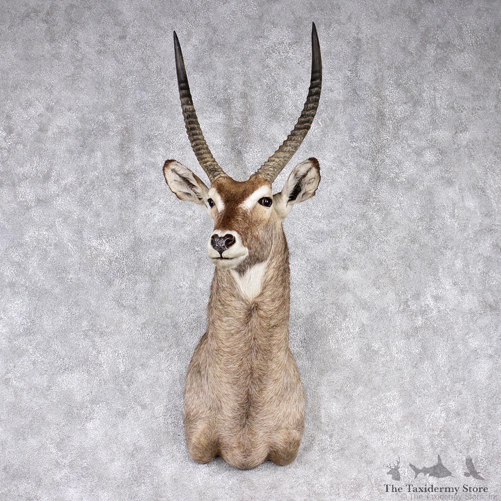 African Waterbuck Shoulder Taxidermy Mount #12544 For Sale @ The Taxidermy Store