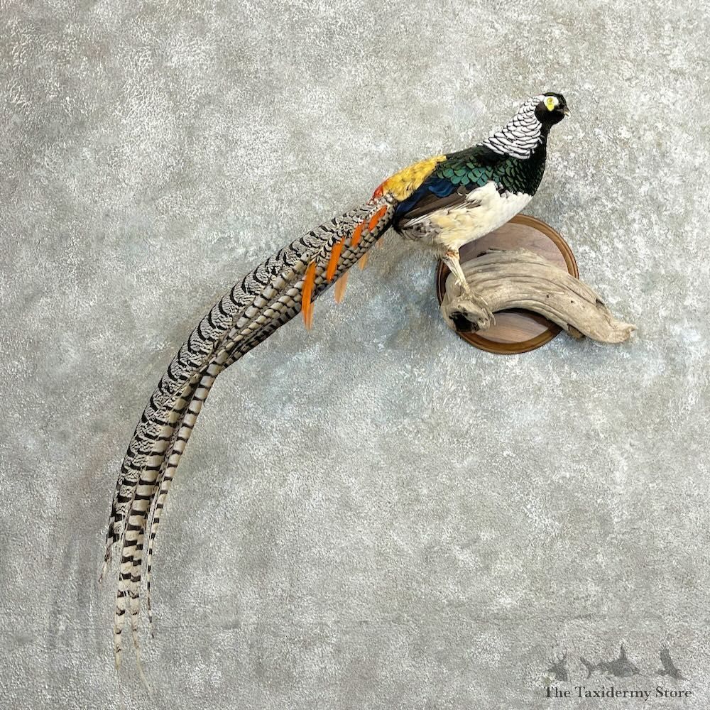 Lady Amherst Pheasant Taxidermy For Sale #27329 @ The Taxidermy Store