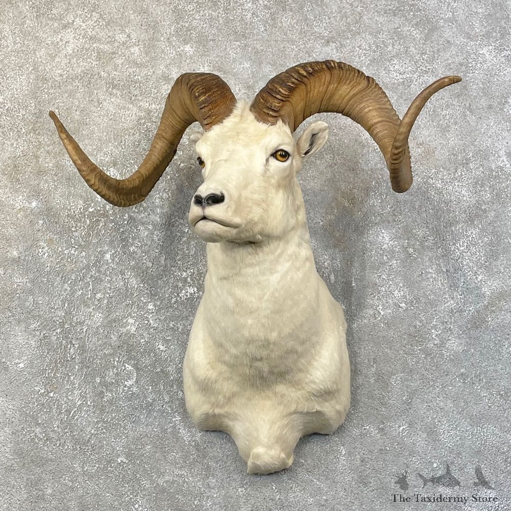 Dall Sheep Shoulder Mount For Sale #25156 @ The Taxidermy Store