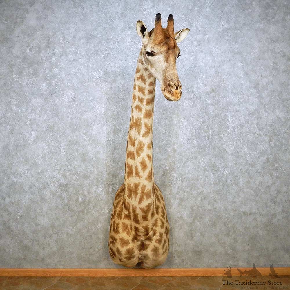 African Giraffe Taxidermy Shoulder Mount For Sale #14134 @ The Taxidermy Store
