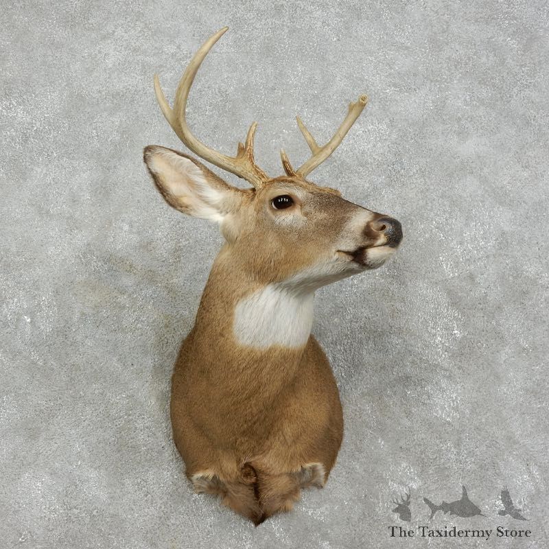 Whitetail Deer Shoulder Mount #17530 For Sale - The Taxidermy Store
