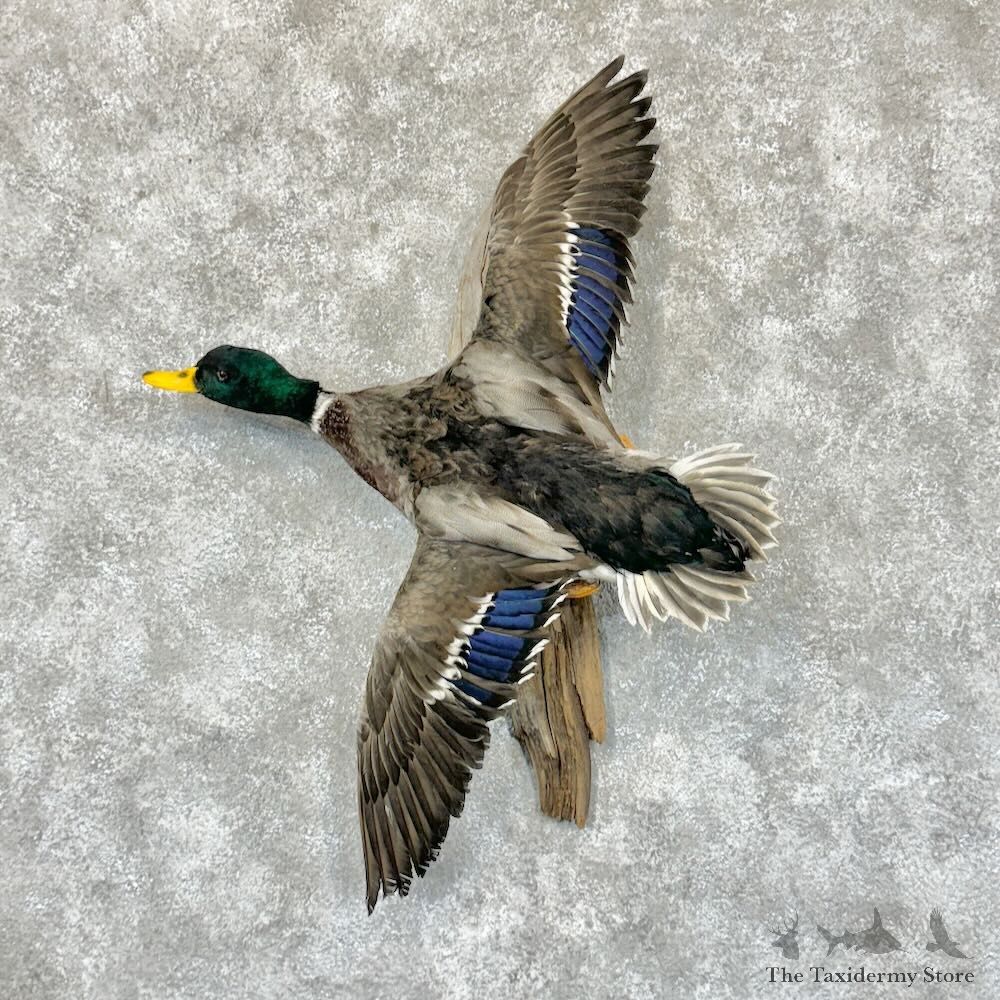 Mallard Duck Drake Mount For Sale #29141 @ The Taxidermy Store