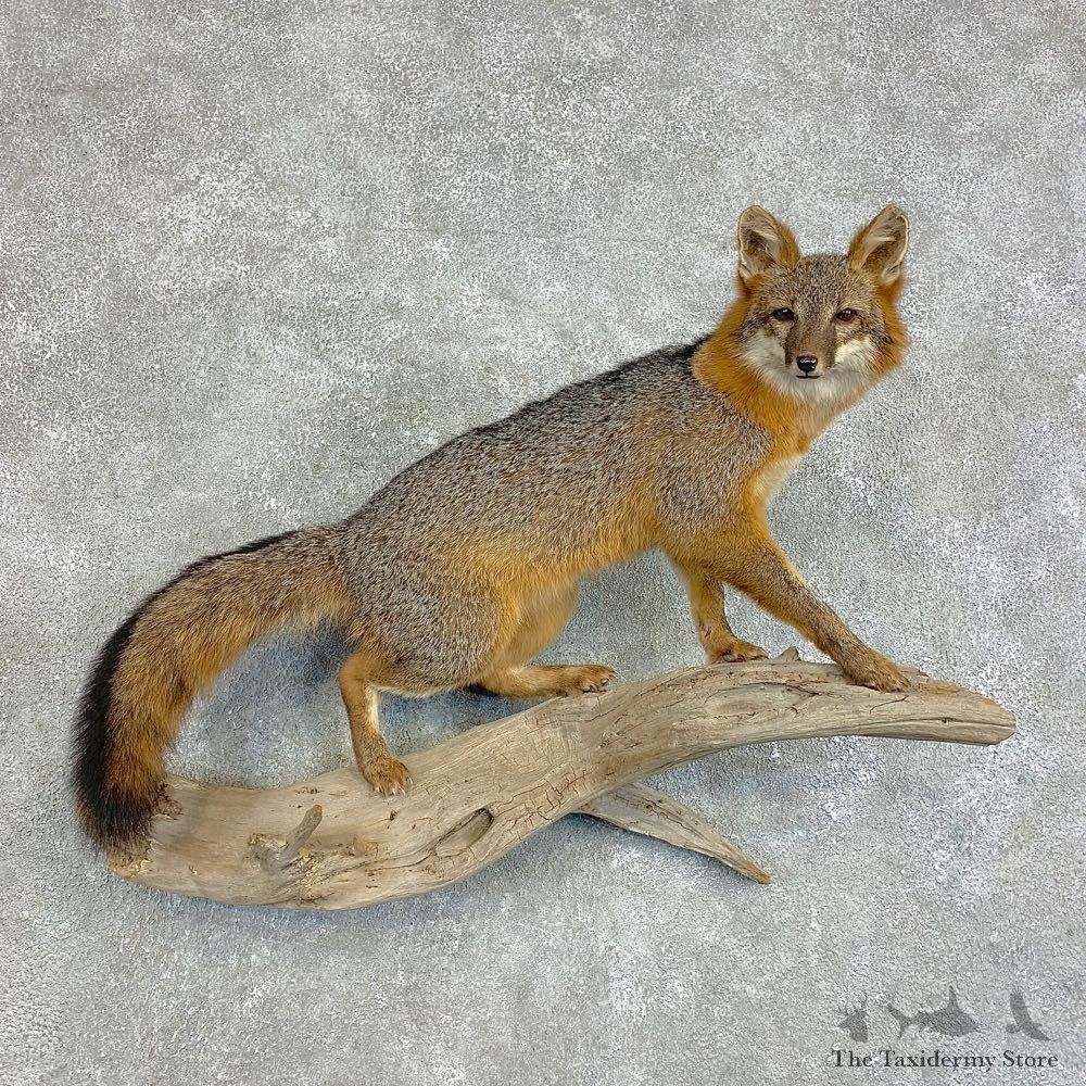 Grey Fox Life-Size Mount For Sale #21486 @ The Taxidermy Store