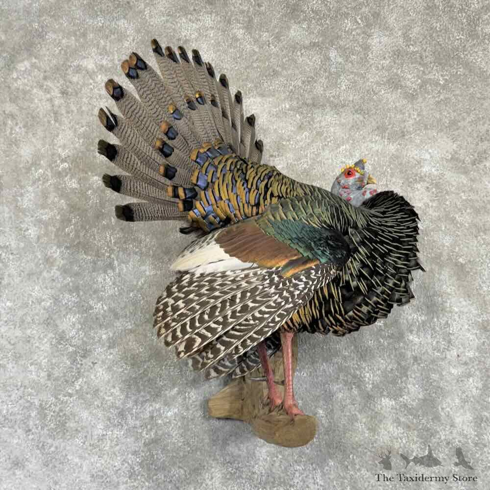 Ocellated Turkey Bird Mount For Sale #31022 @ The Taxidermy Store
