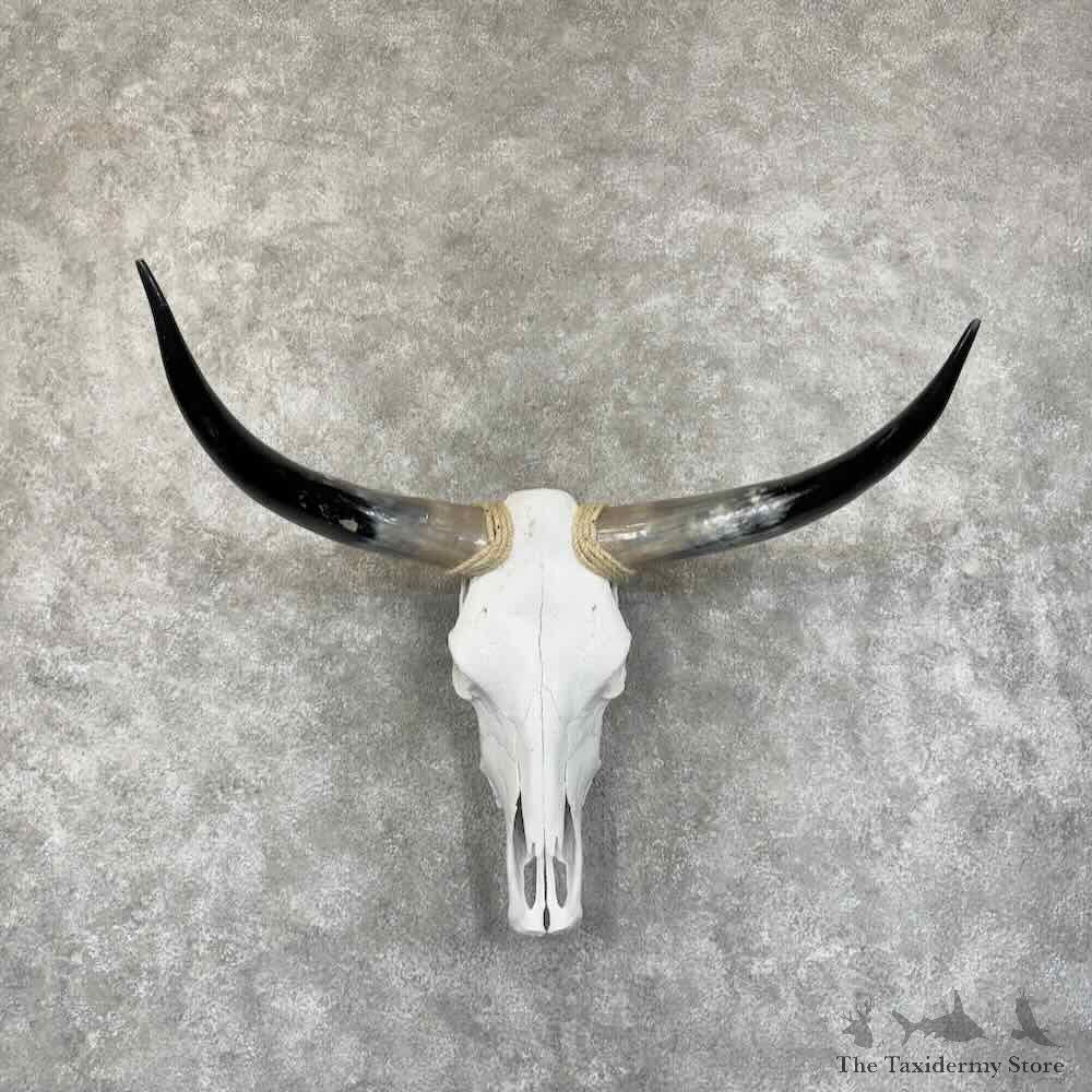 Longhorn Steer Skull European Mount For Sale #30628 @ The Taxidermy Store