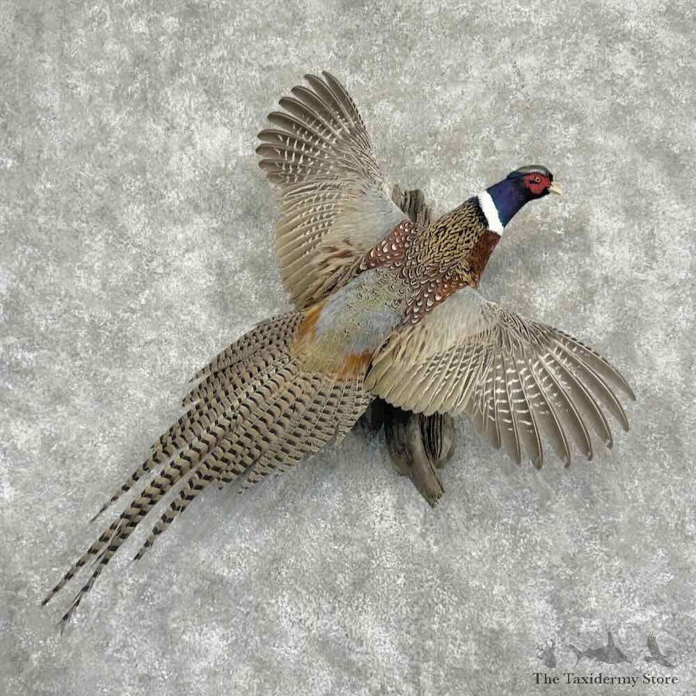 Ringneck Pheasant Bird Mount For Sale #32182 @ The Taxidermy Store