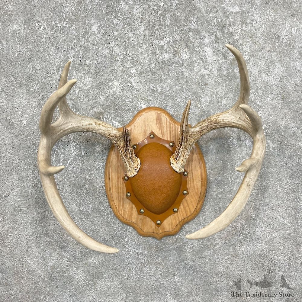 Whitetail Deer Antler Plaque Mount For Sale #25334 @ The Taxidermy Store