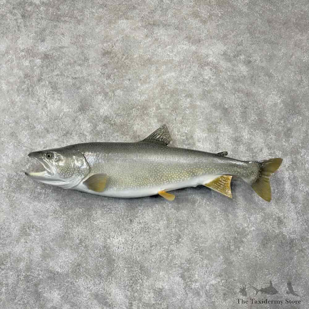 Lake Trout Freshwater Fish Mount For Sale #30394 @ The Taxidermy Store