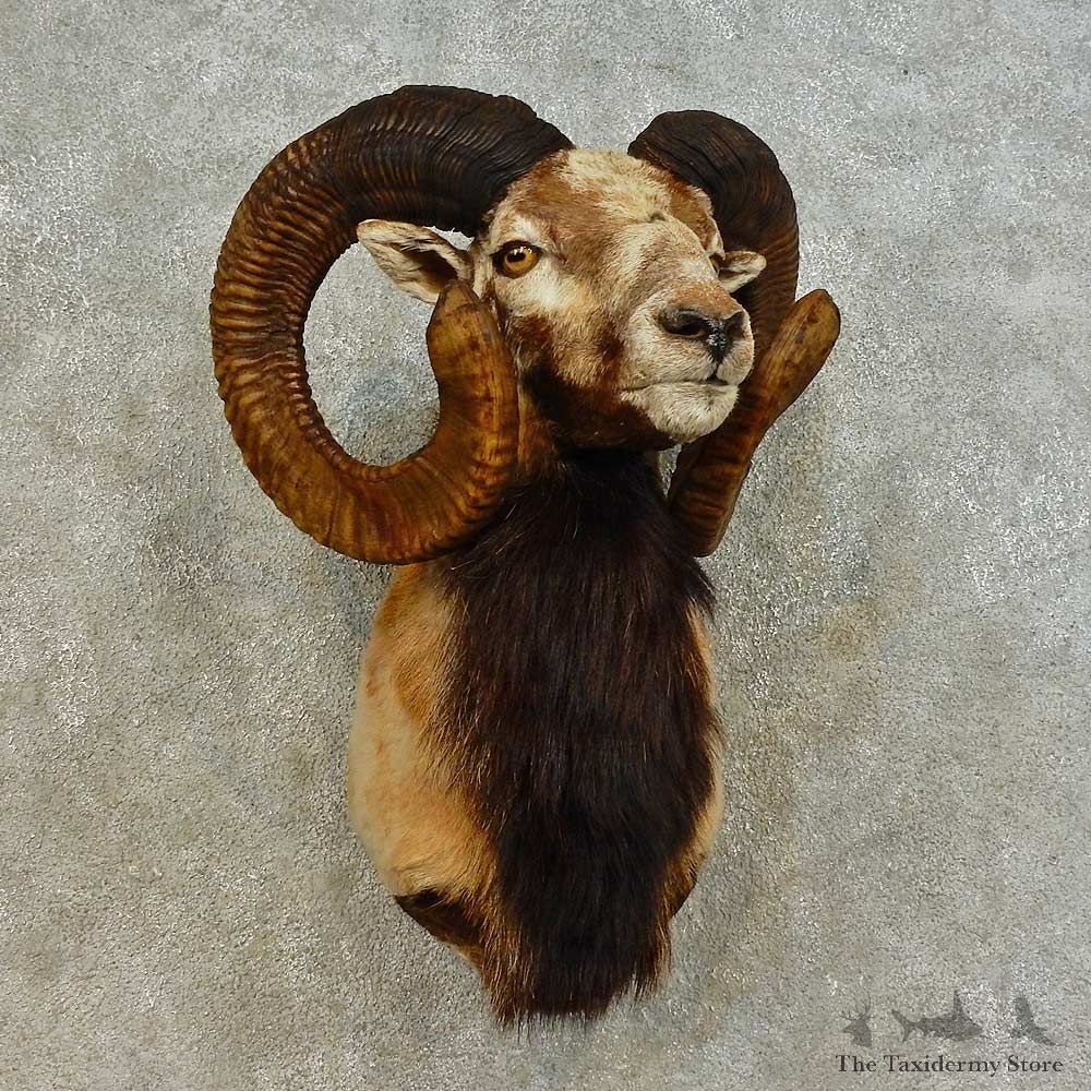 mouflon Ram Shoulder Mount For Sale #16513 @ The Taxidermy Store