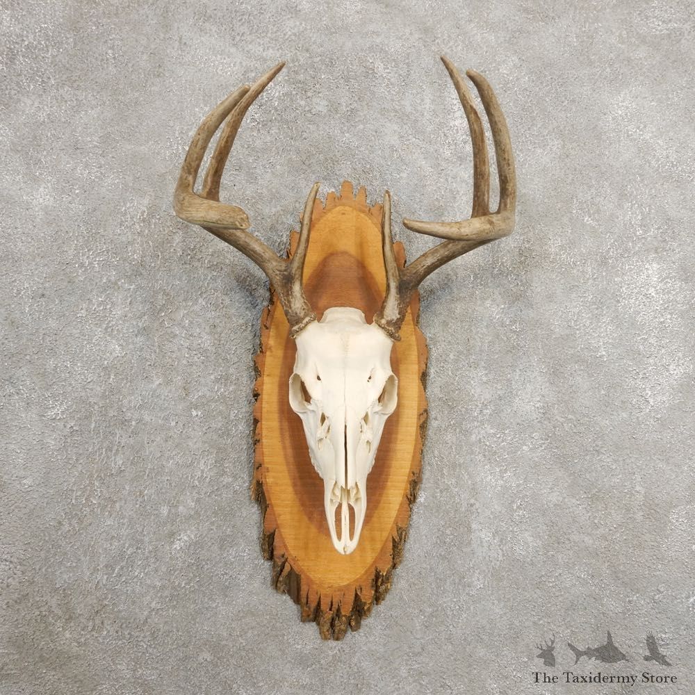 Whitetail Deer Skull European Mount For Sale #20987 @ The Taxidermy Store
