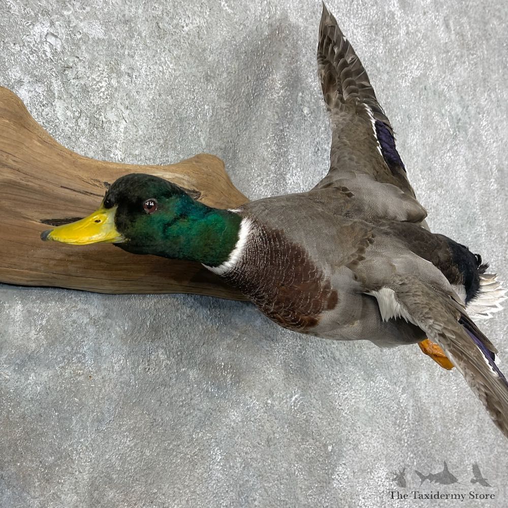 Mallard Drake and Hen Taxidermy Duck Mount For Sale #25759 - The Taxidermy Store