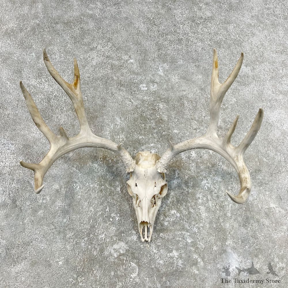 Mule Deer Taxidermy Skull Antler Mount For Sale #26851 @ The Taxidermy Store