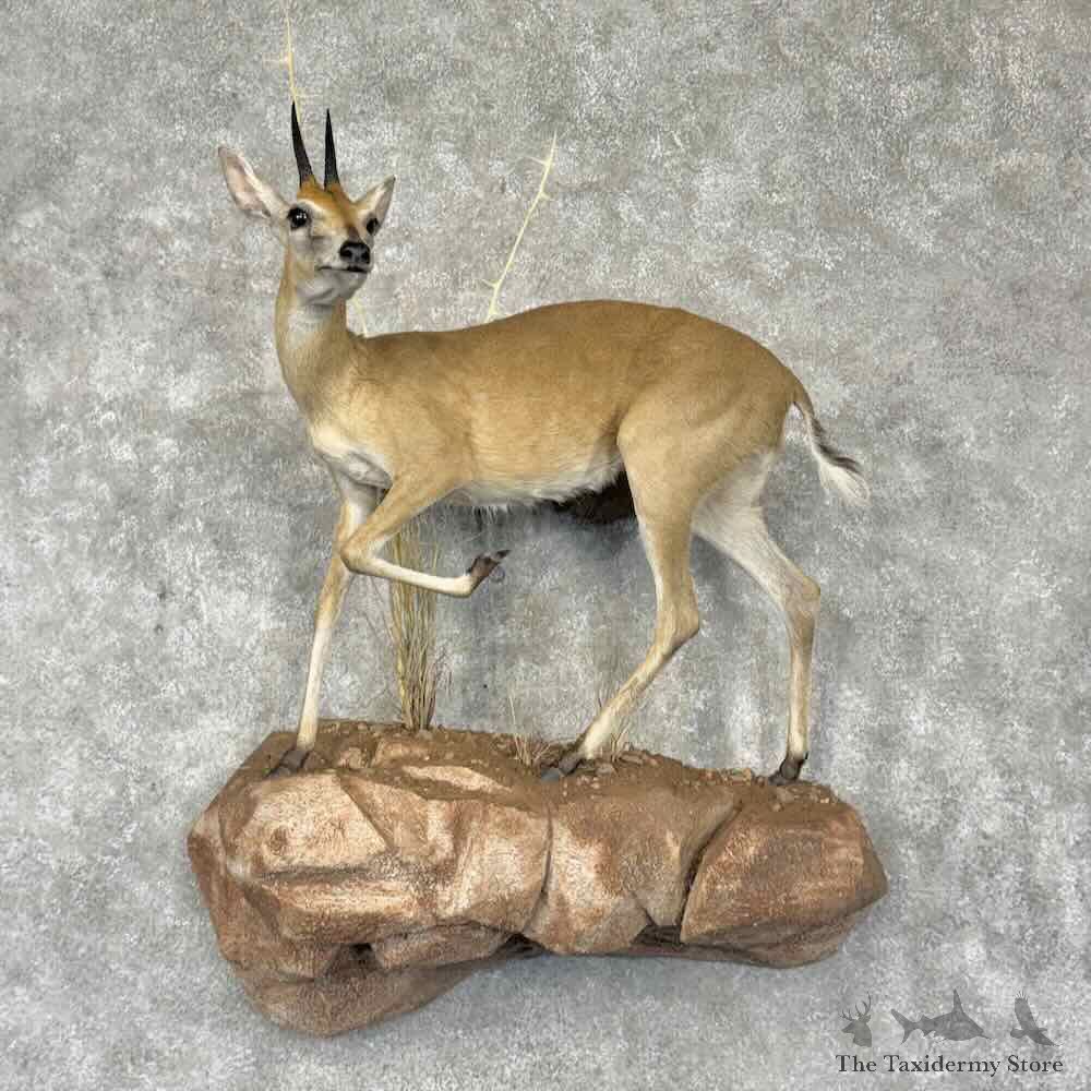 Southern Bush Duiker Life-Size Mount For Sale #31653 @ The Taxidermy Store