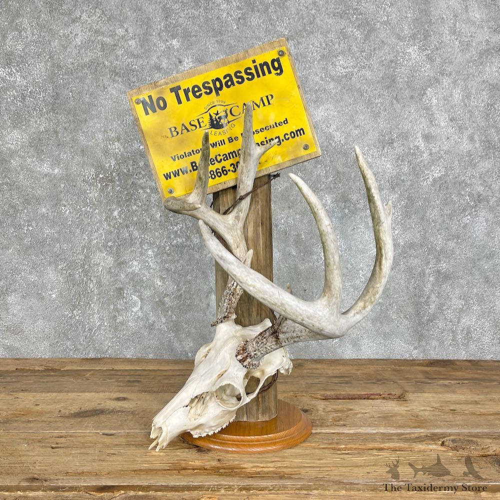 Whitetail Deer Skull European Mount For Sale #25338 @ The Taxidermy Store