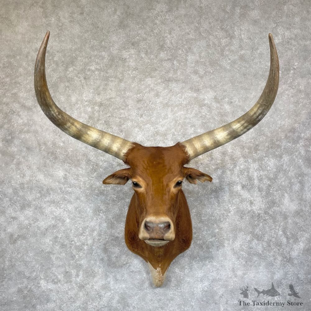 Ankole Watusi Longhorn Shoulder Mount For Sale #28304 @ The Taxidermy Store