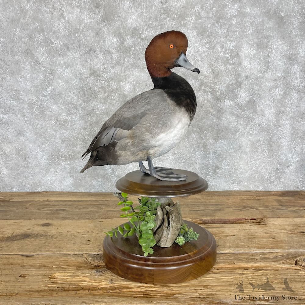 Redhead Duck Bird Mount For Sale #28347 - The Taxidermy Store