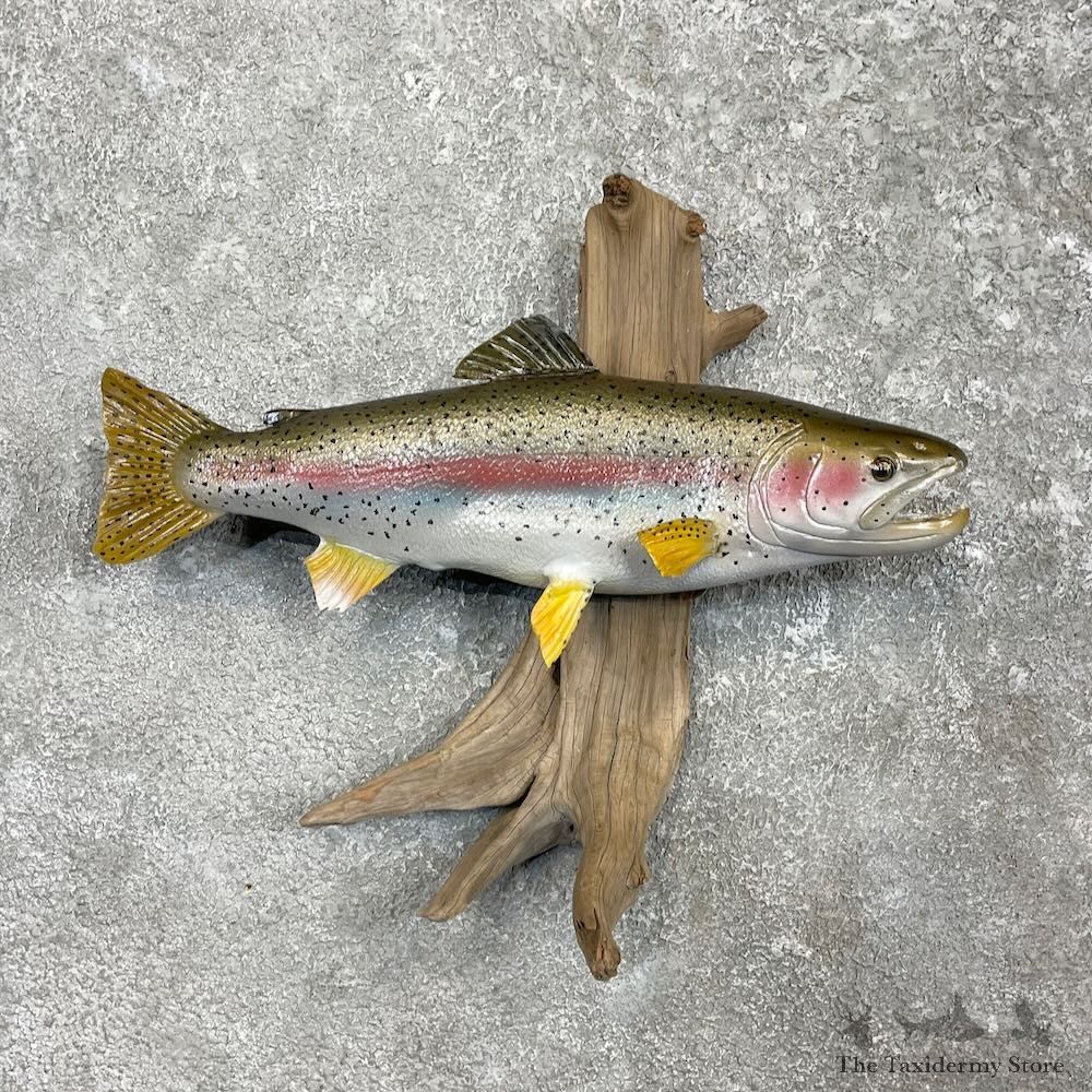Rainbow Trout Fish Mount For Sale #27458 @ The Taxidermy Store