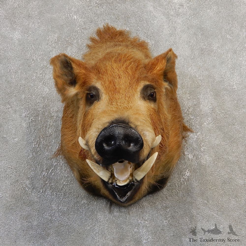 Wild Boar Shoulder Mount For Sale #21109 @ The Taxidermy Store