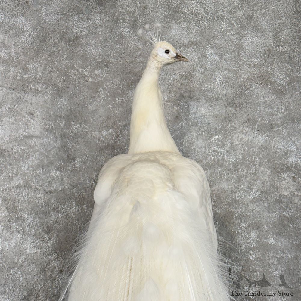 White Peacock Bird Mount For Sale #30047 @ The Taxidermy Store