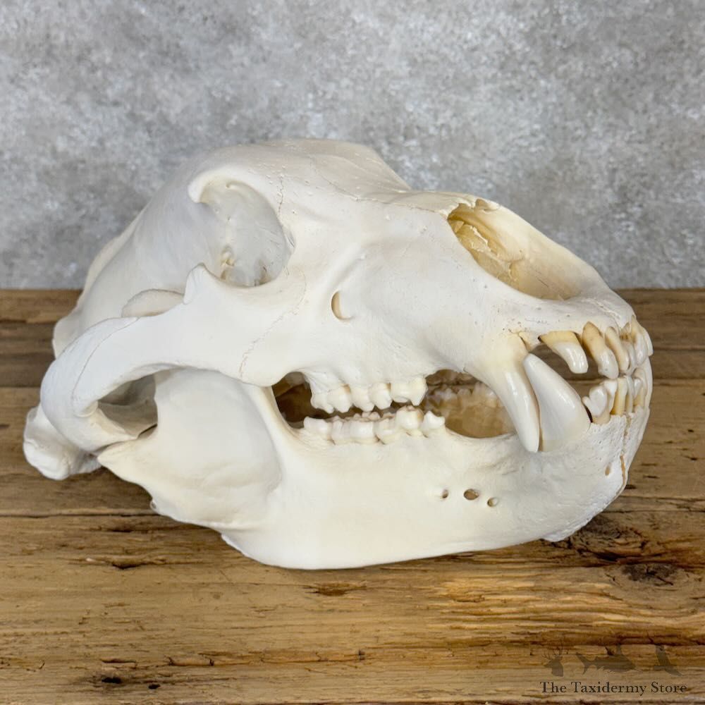 Alaskan Brown Bear Full Skull Mount For Sale #28961 @ The Taxidermy Store