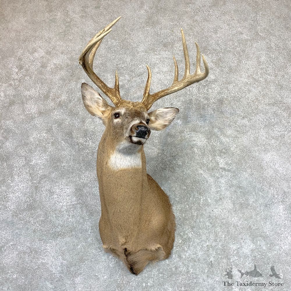 Whitetail Deer Shoulder Mount For Sale #22981 @ The Taxidermy Store
