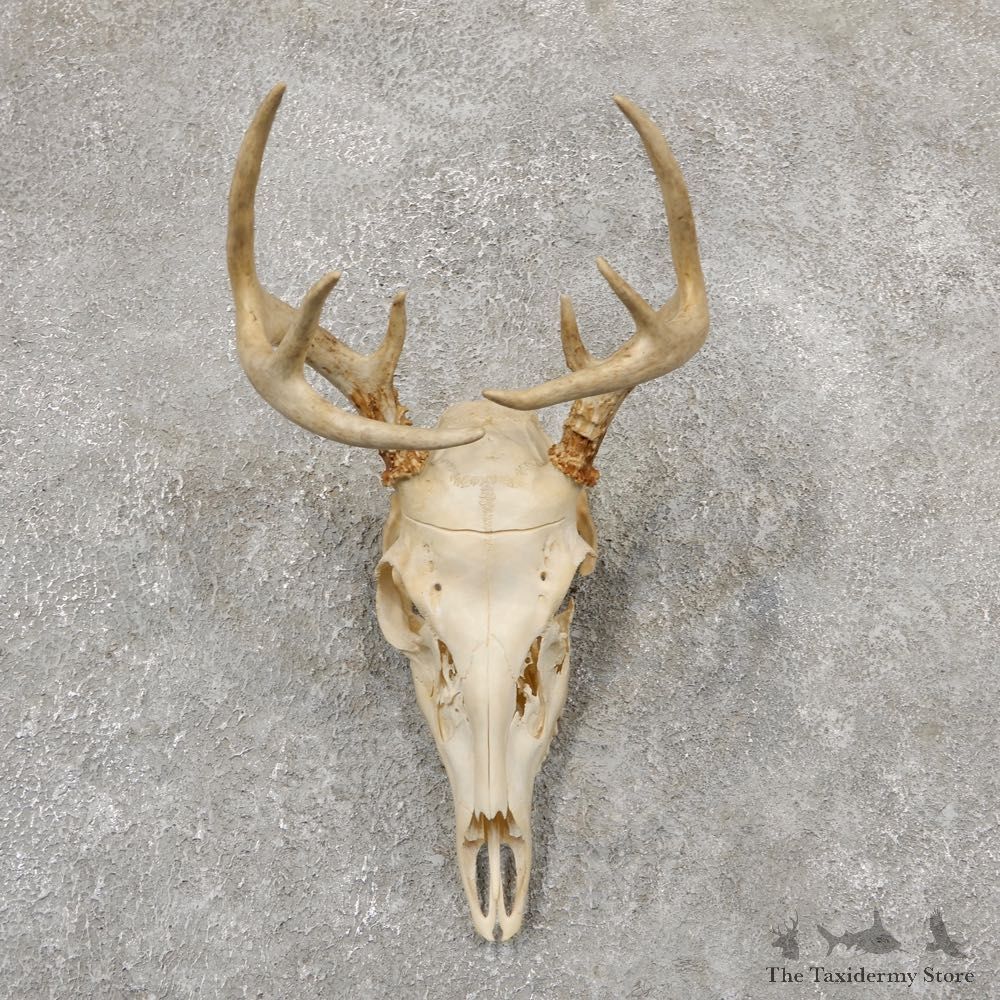 Whitetail Deer Skull European Mount For Sale #18951 @ The Taxidermy Store