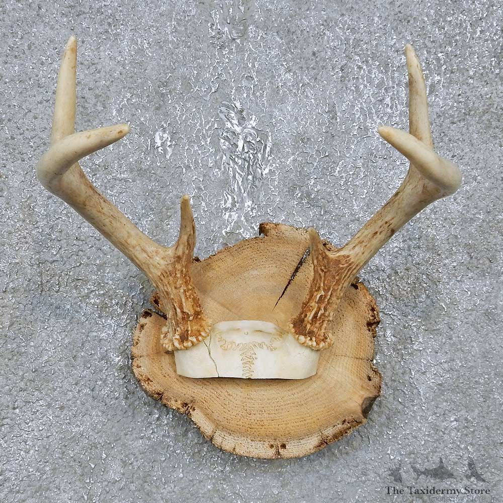 Whitetail Deer Antler Plaque Mount For Sale #14750 @ The Taxidermy Store