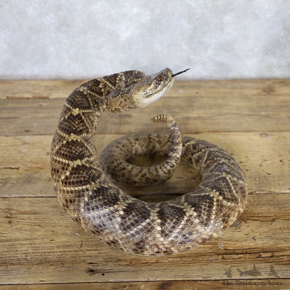 Western Diamondback Rattlesnake Mount For Sale #22229 @ The Taxidermy Store