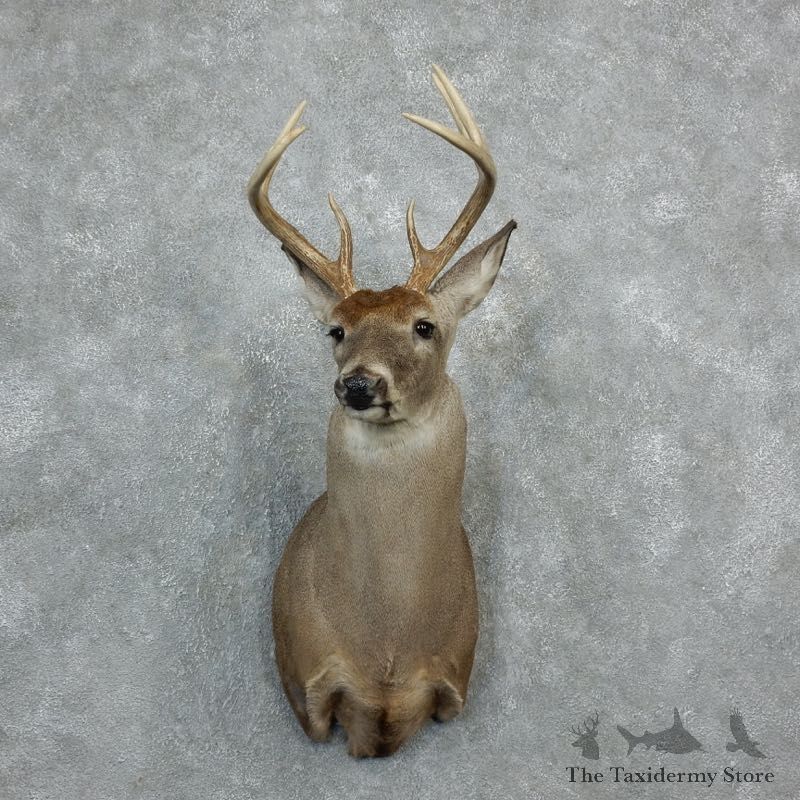 Whitetail Deer Shoulder Mount For Sale #18277 @ The Taxidermy Store