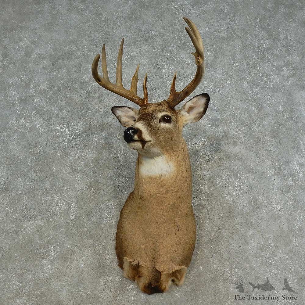 Whitetail Deer Shoulder Mount For Sale #16665 @ The Taxidermy Store
