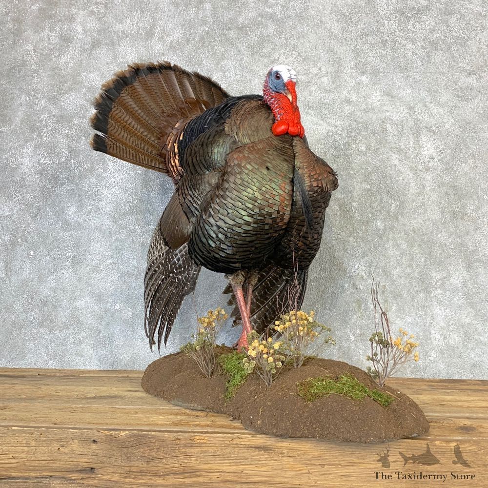 Osceola Turkey Life Size Taxidermy Mount #21639 For Sale @ The Taxidermy Store