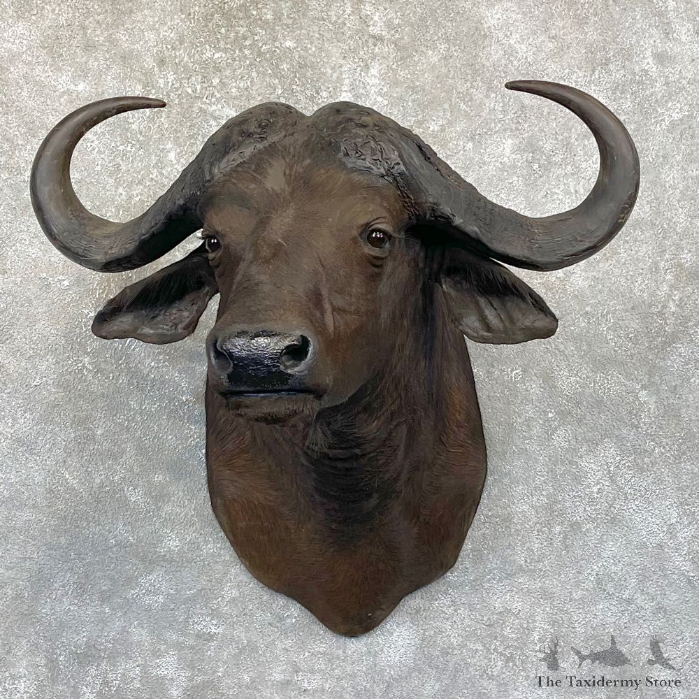 African Cape Buffalo Shoulder Mount For Sale #24934 @ The Taxidermy Store
