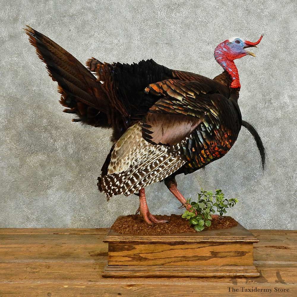 Eastern Turkey Bird Mount For Sale #16023 @ The Taxidermy Store