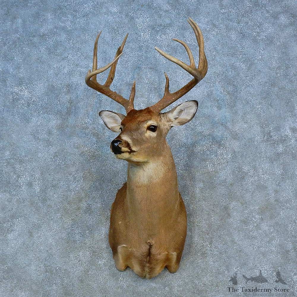 Whitetail Deer Shoulder Mount For Sale #15472 @ The Taxidermy Store