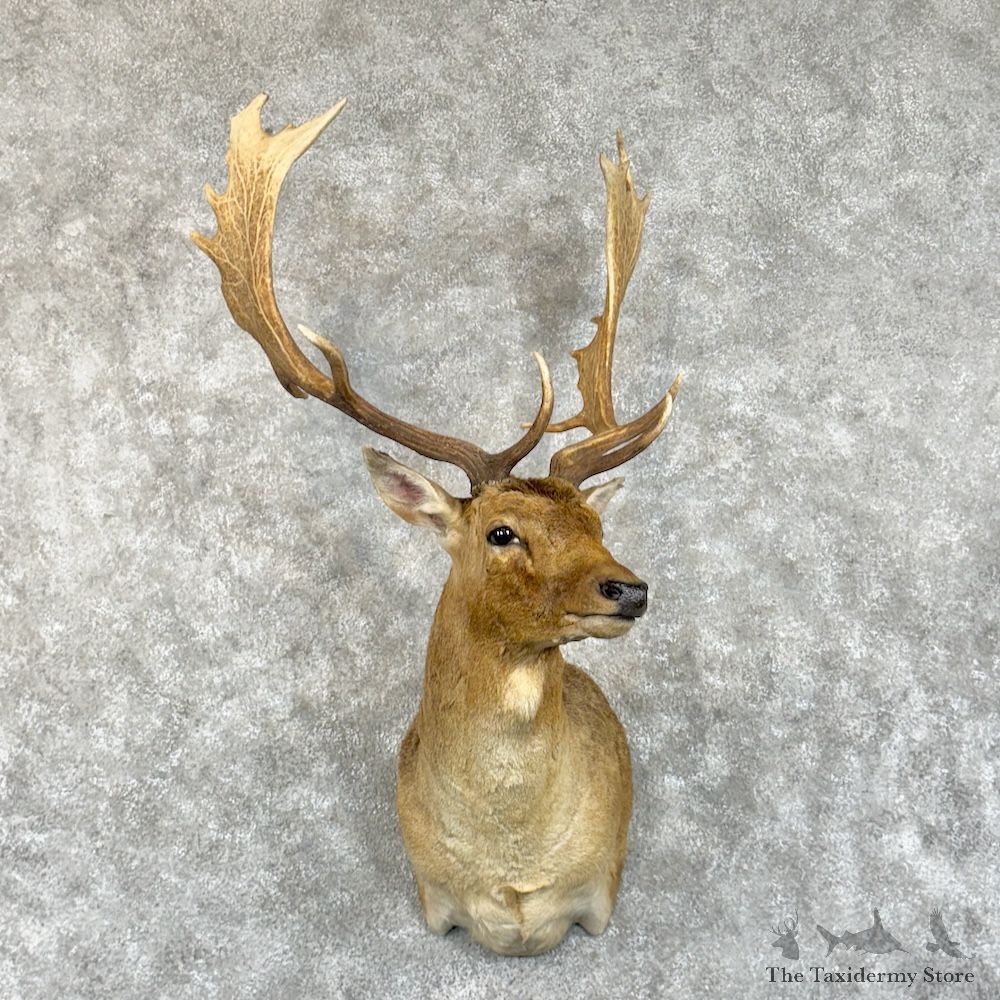 Fallow Deer Shoulder Mount For Sale #29860 @ The Taxidermy Store