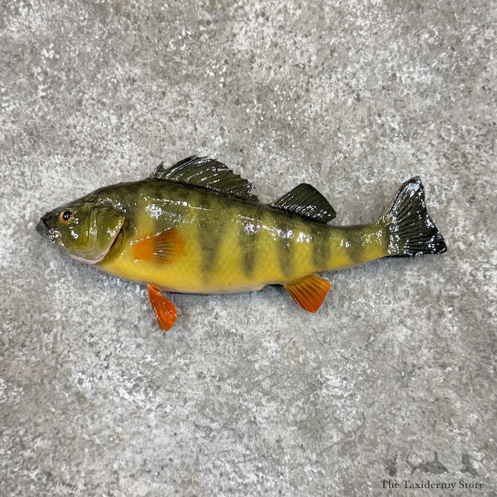 Yellow Perch Fish Mount For Sale #30242 @ The Taxidermy Store