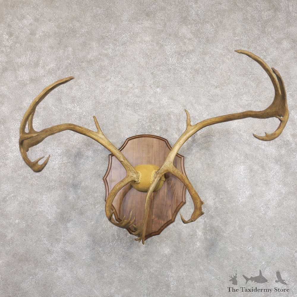 Caribou Plaque Taxidermy Mount For Sale #22352 @ The Taxidermy Store