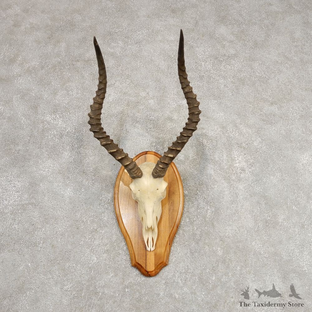 Impala Skull & Horn European Mount For Sale #21286 @ The Taxidermy Store
