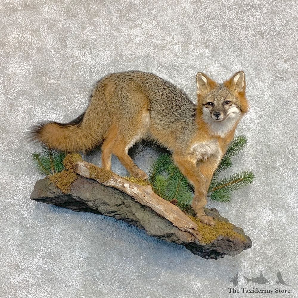 Grey Fox Life-Size Mount For Sale #22573 @ The Taxidermy Store
