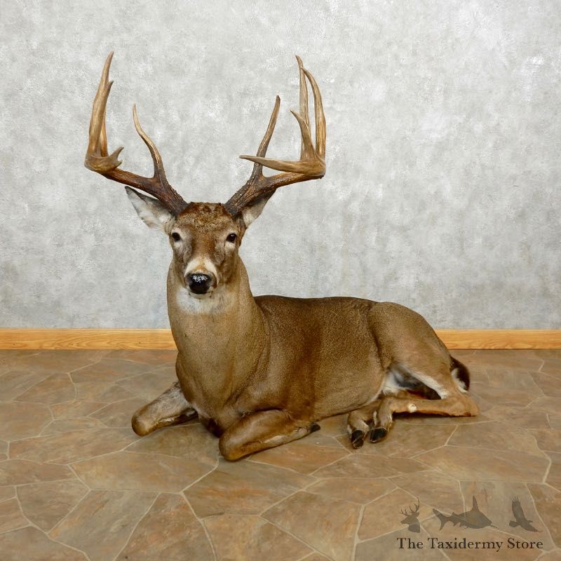 Whitetail Deer Life-Size Mount For Sale #17643 @ The Taxidermy Store
