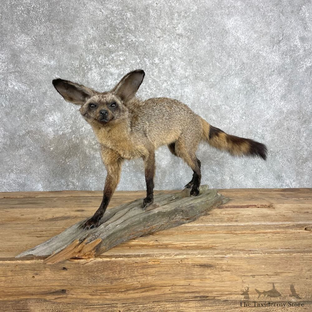 Bat-eared Fox Life-Size Mount For Sale #27956 @ The Taxidermy Store