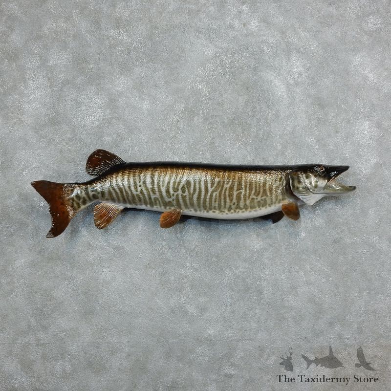 Musky Fish Taxidermy Mount For Sale #18233 - The Taxidermy Store