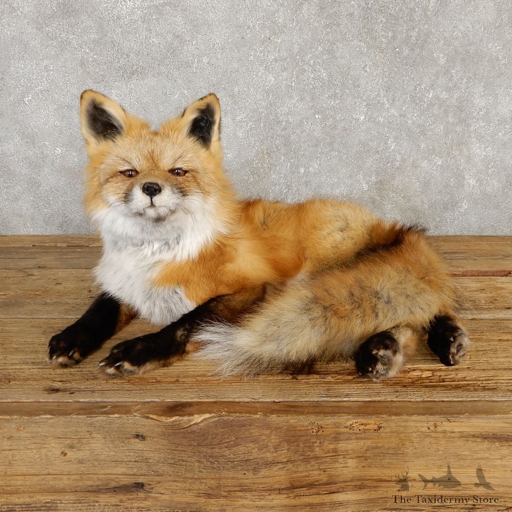 Red Fox Life-Size Mount For Sale #20113 @ The Taxidermy Store