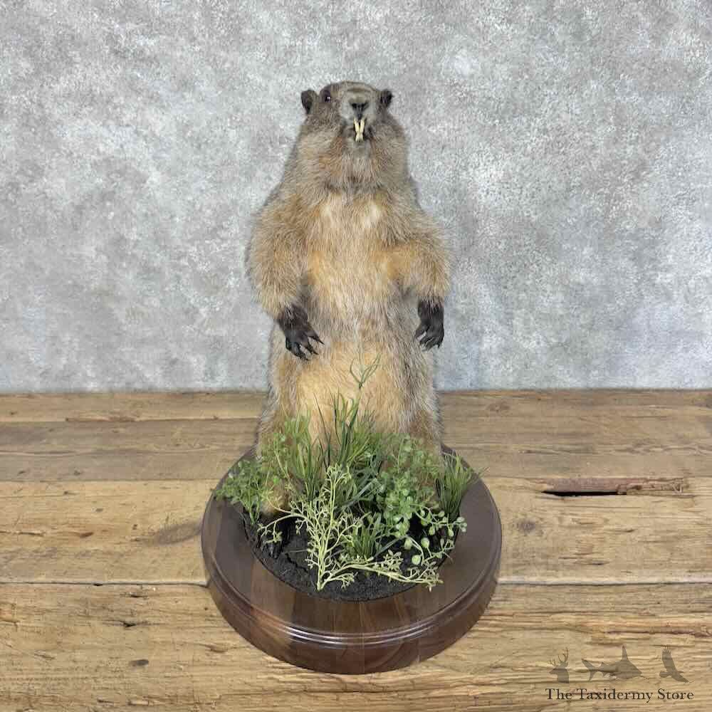 Yellow-Bellied Marmot Life-Size Mount For Sale #31147 @ The Taxidermy Store