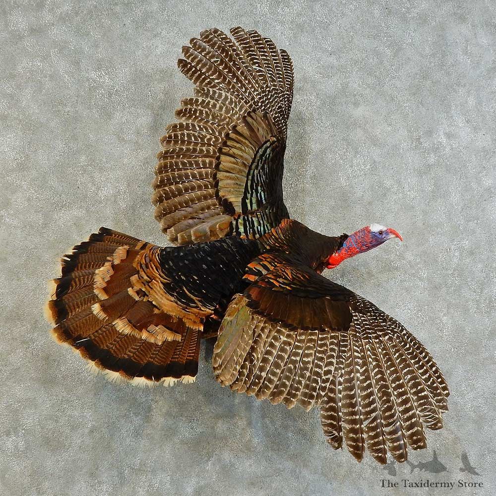 Eastern Turkey Bird Mount For Sale #16350 @ The Taxidermy Store