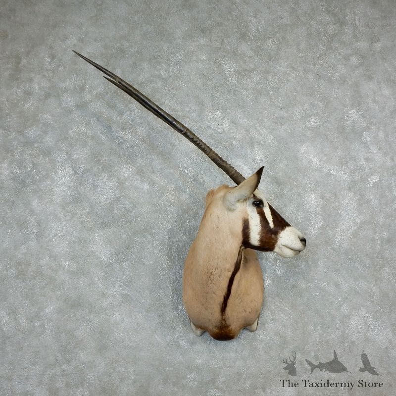 African Gemsbok Taxidermy Shoulder Mount For Sale #17298 @ The Taxidermy Store