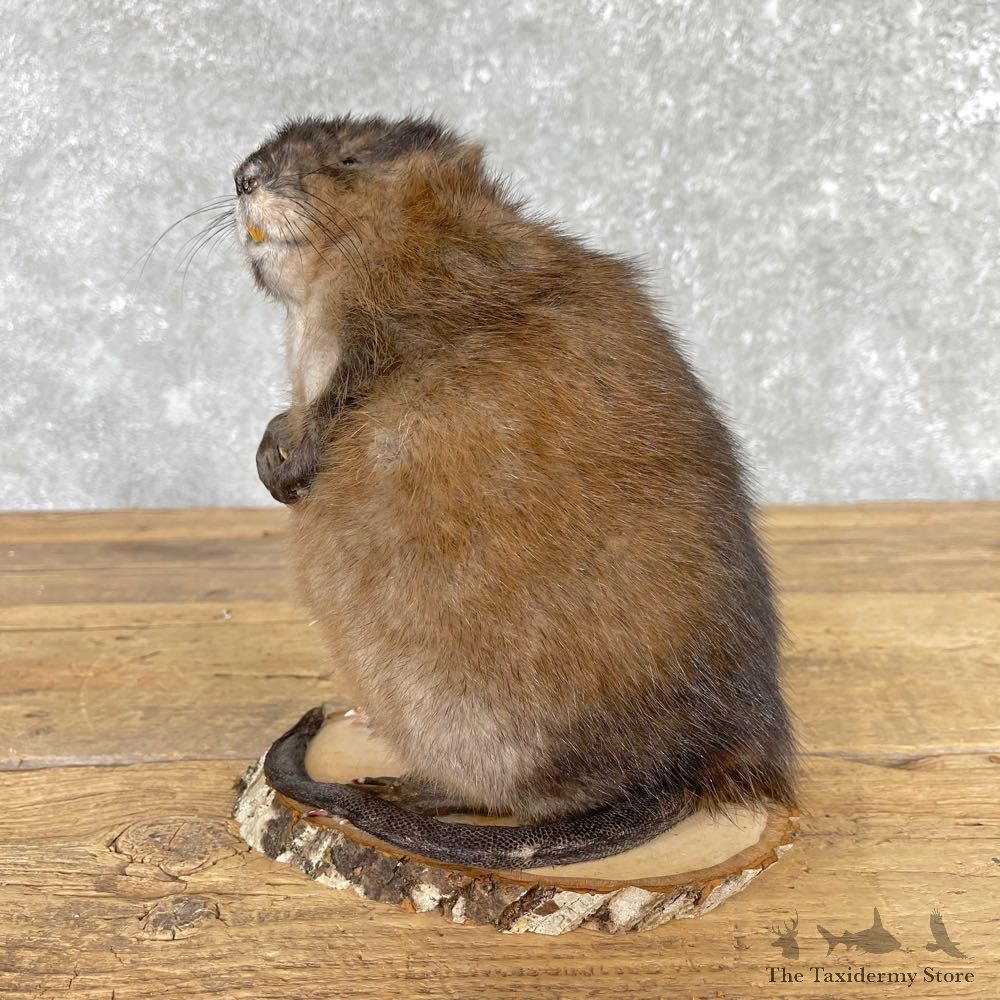 Muskrat Life Size Taxidermy Mount #24963 For Sale @ The Taxidermy Store