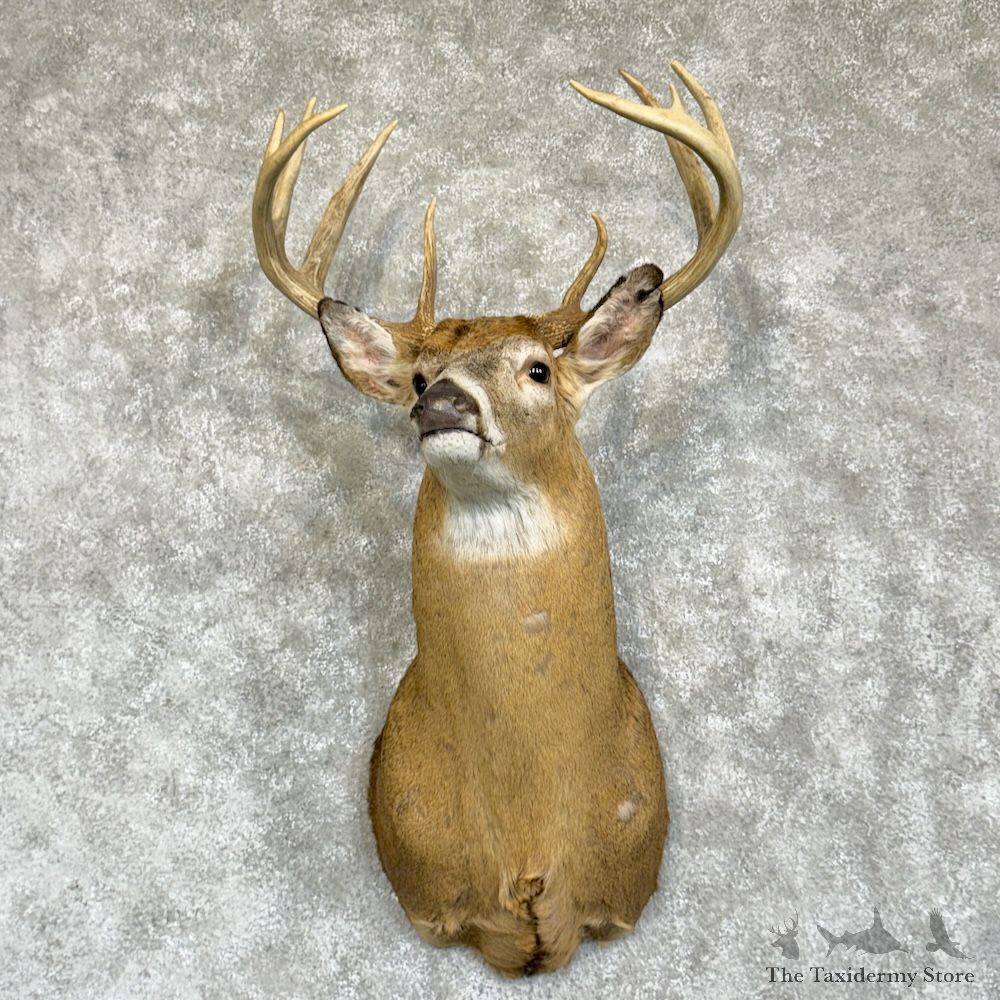 Whitetail Deer Shoulder Mount For Sale #29626 @ The Taxidermy Store